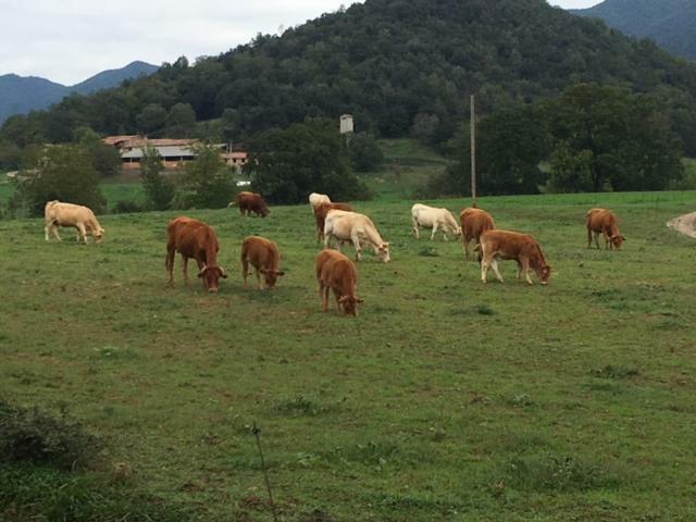 Casa Can Boix La Vall de Bianya Eksteriør bilde